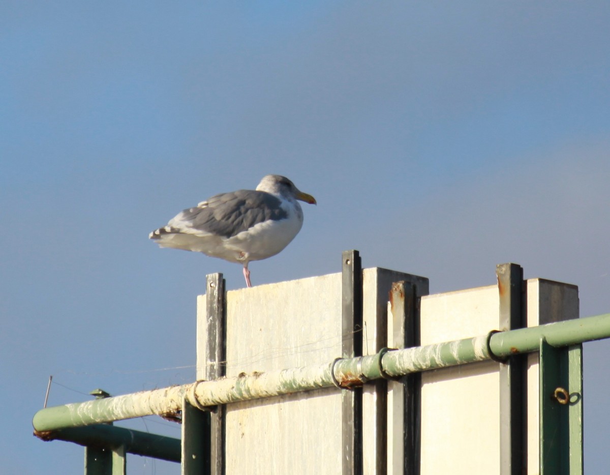 Goéland d'Audubon - ML609820586