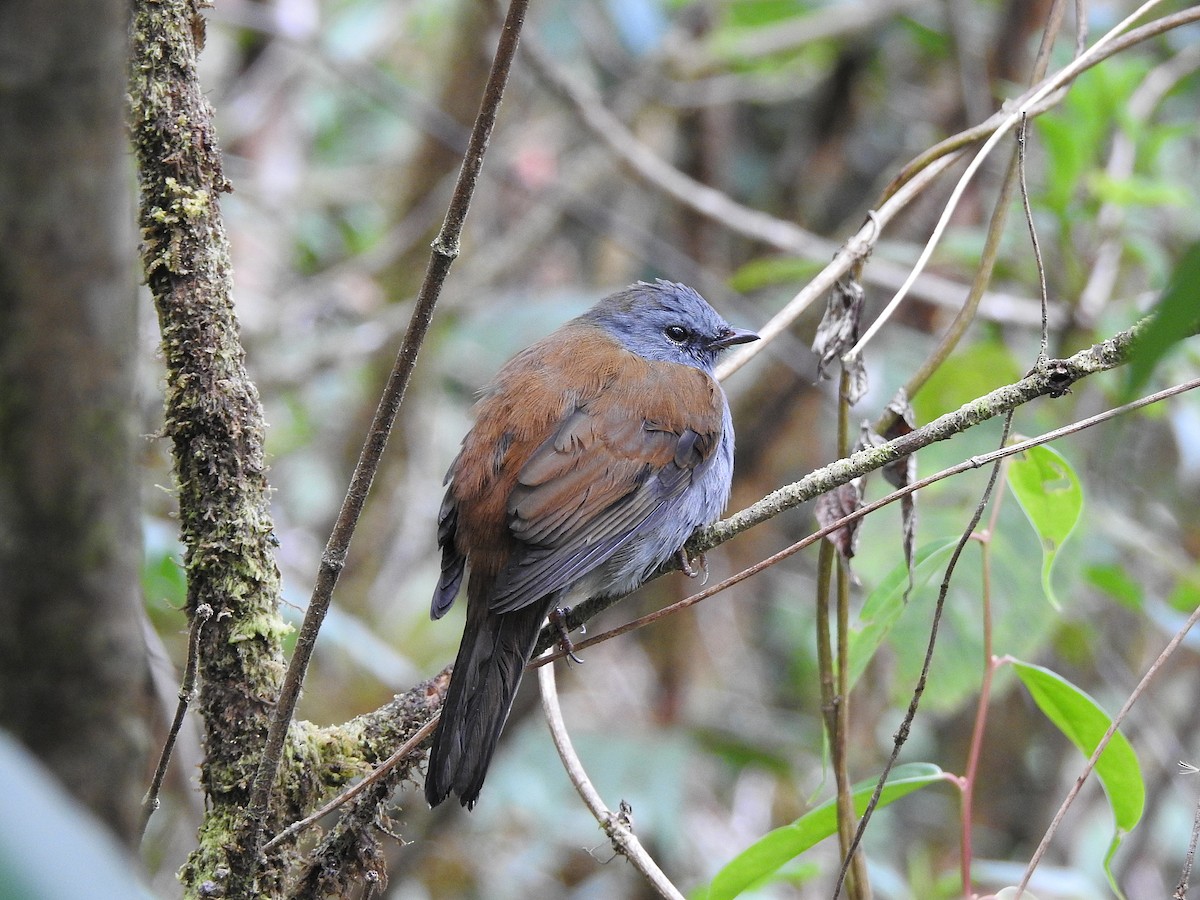 Andean Solitaire - ML609820604