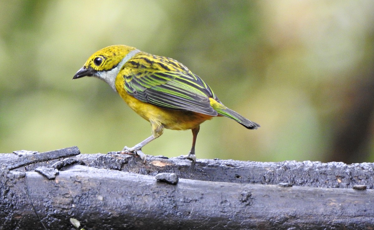 Silver-throated Tanager - ML609820610