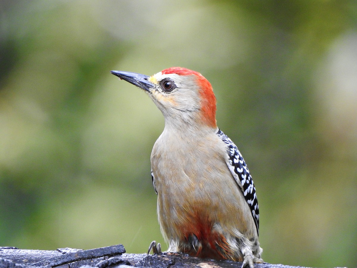 Red-crowned Woodpecker - ML609820619