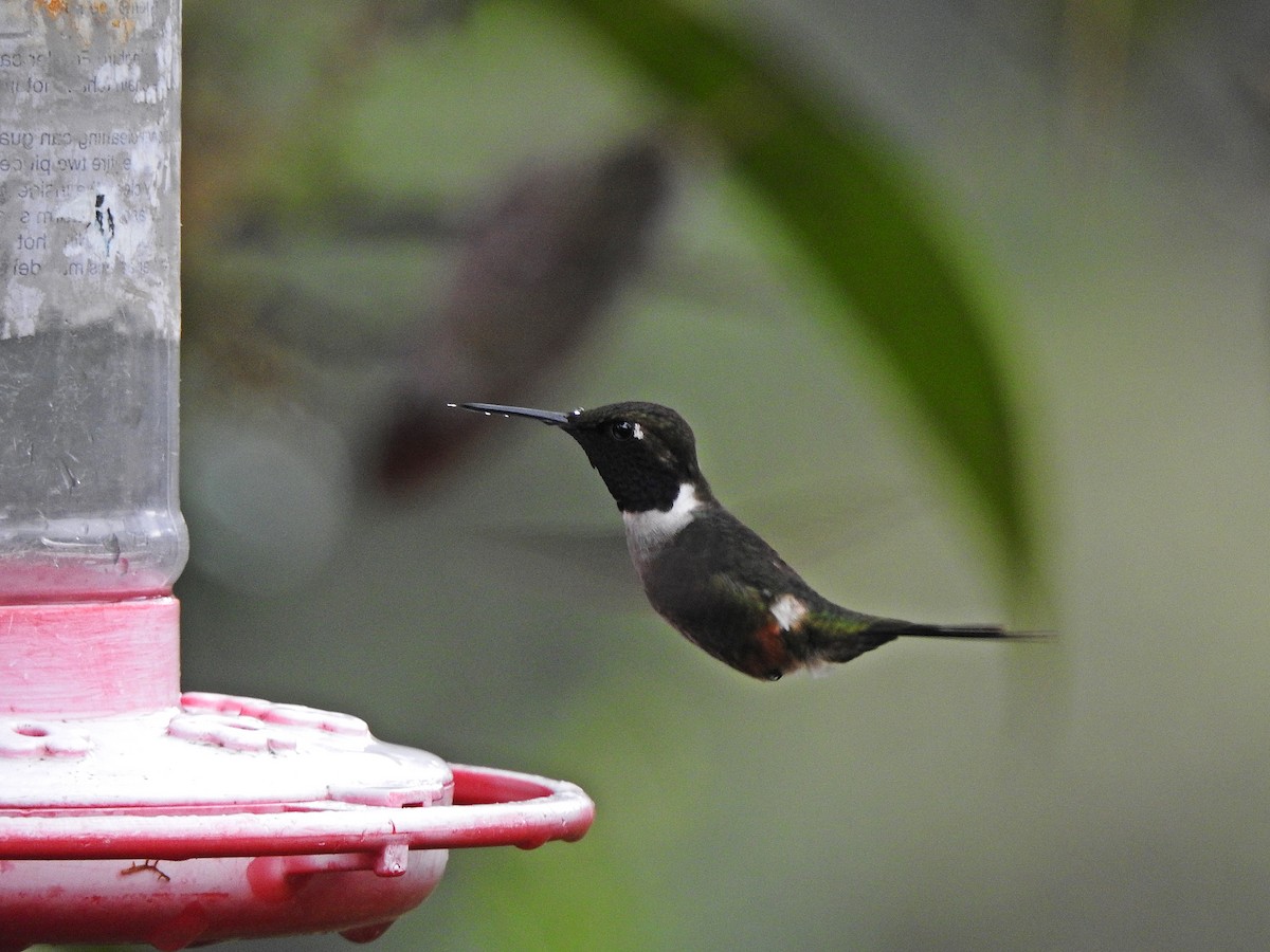 Purple-throated Woodstar - ML609820638