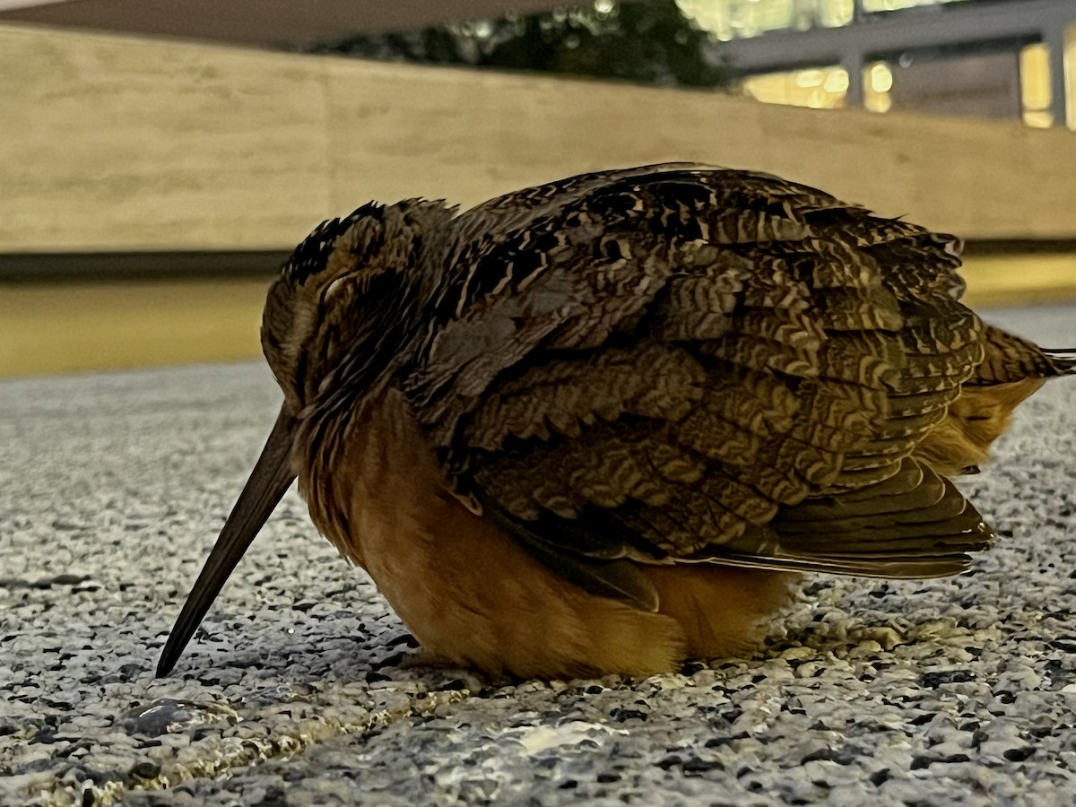 American Woodcock - ML609820767