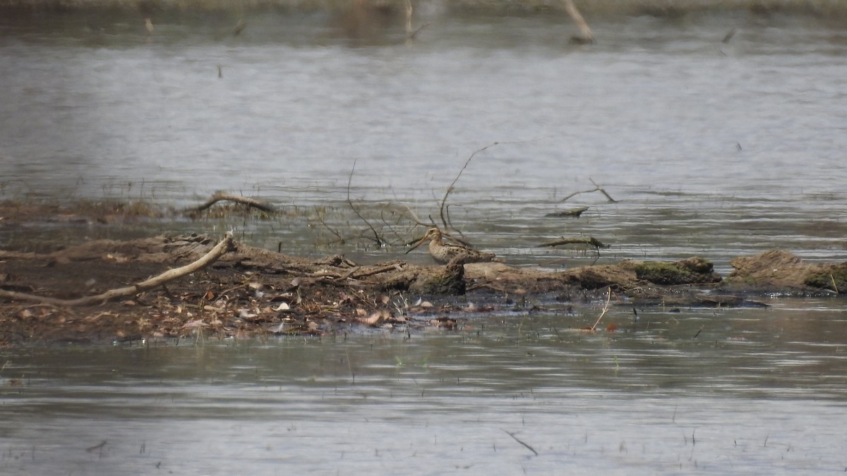 Latham's Snipe - ML609820911