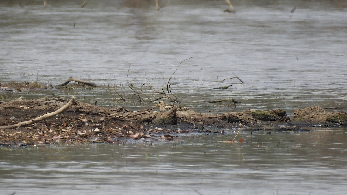 Latham's Snipe - ML609820912