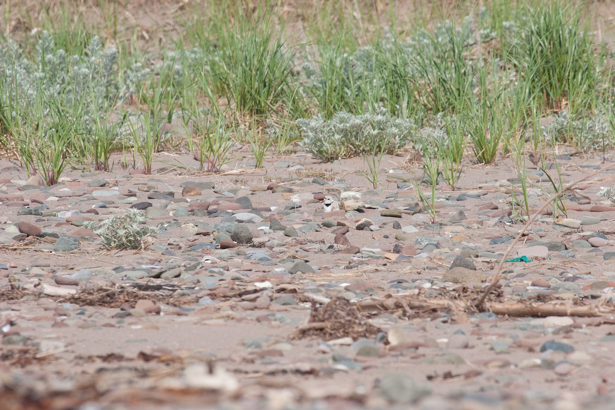 Piping Plover - ML609820972