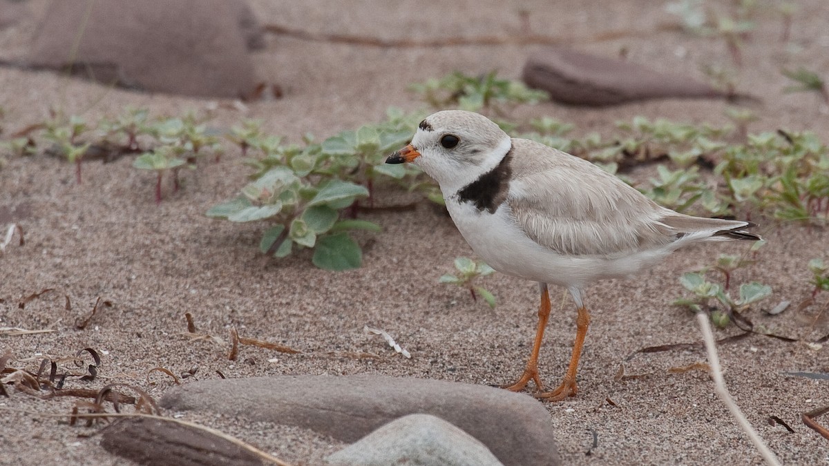 Piping Plover - ML609820974
