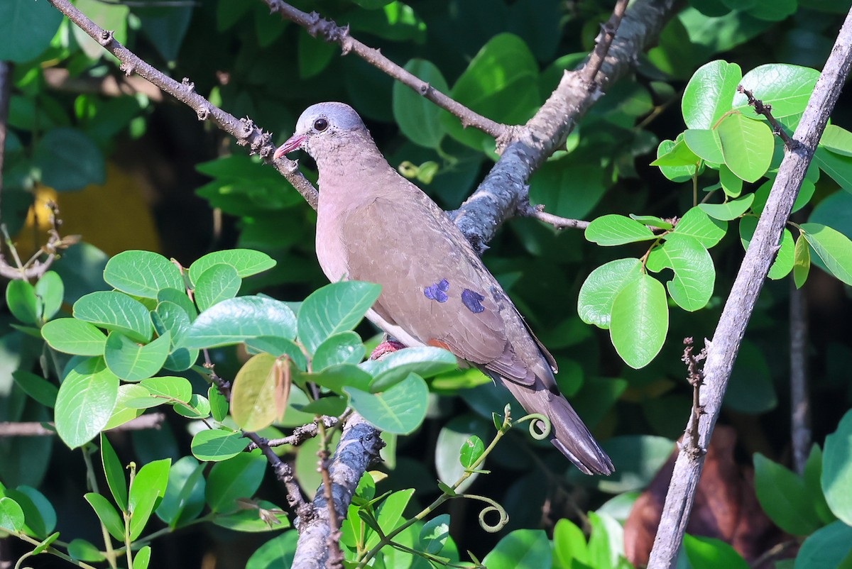 Blue-spotted Wood-Dove - ML609820984