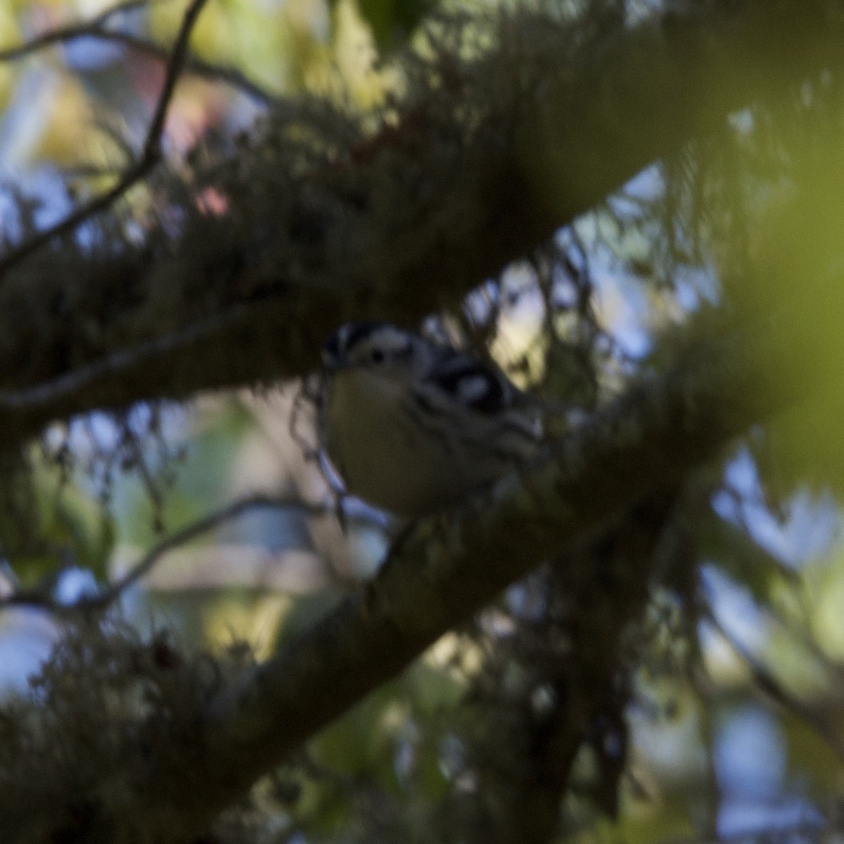Black-and-white Warbler - ML609820999