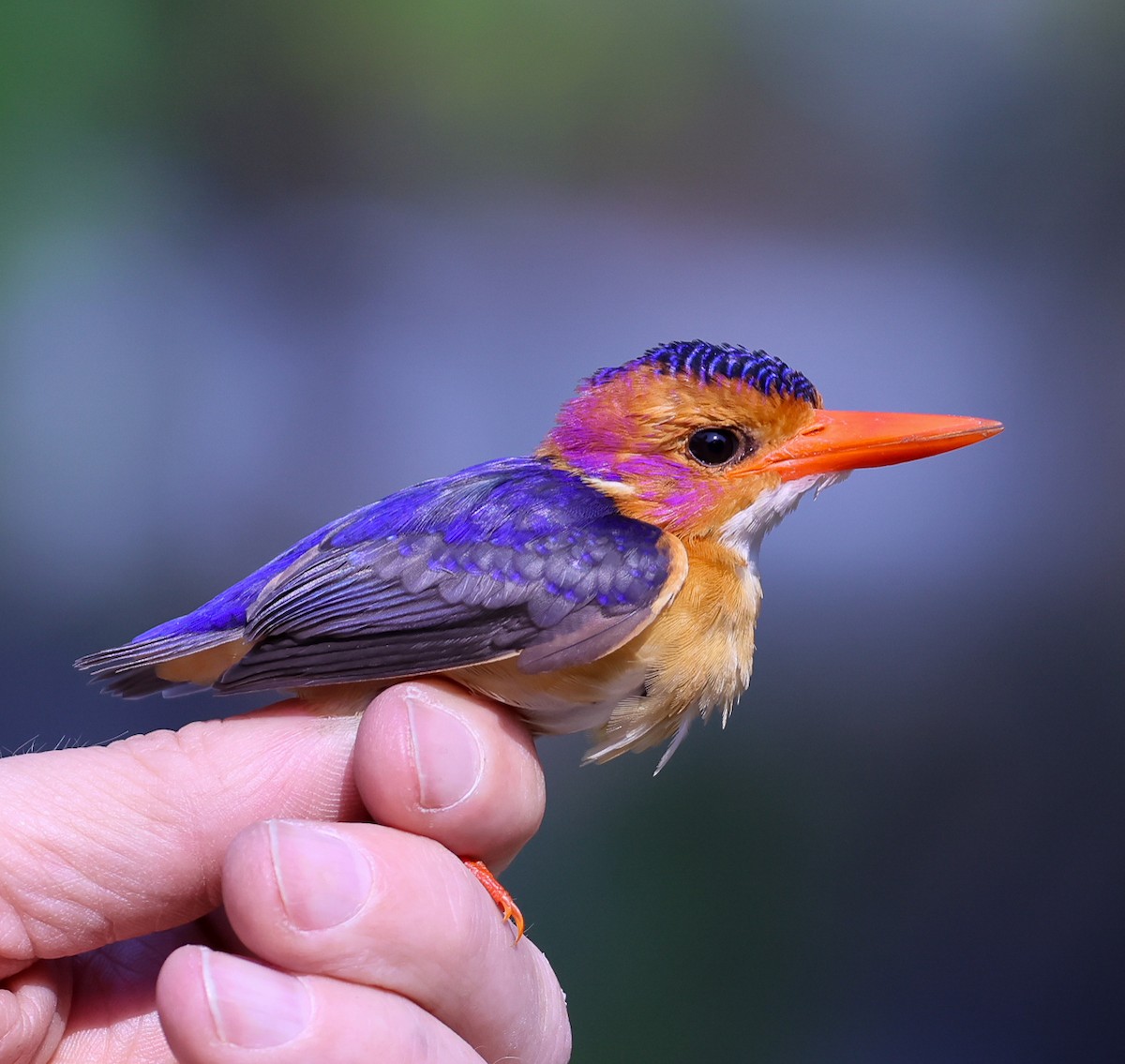 African Pygmy Kingfisher - ML609821024