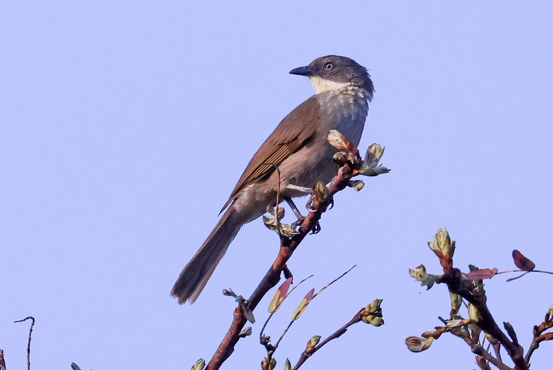 Yellow-throated Greenbul - ML609821049