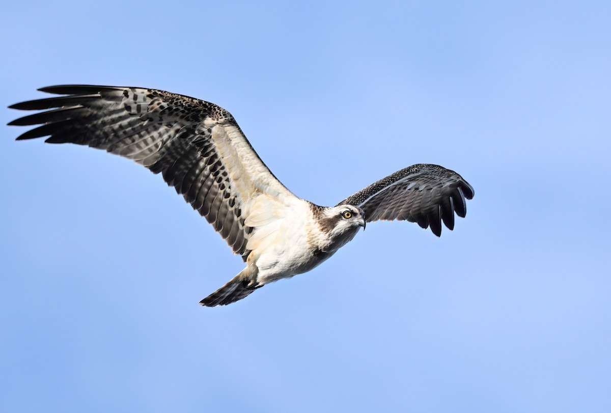 Osprey - Manuel Segura Herrero