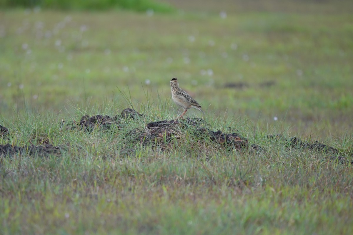 Oriental Skylark - Mohammed Rinaz.m