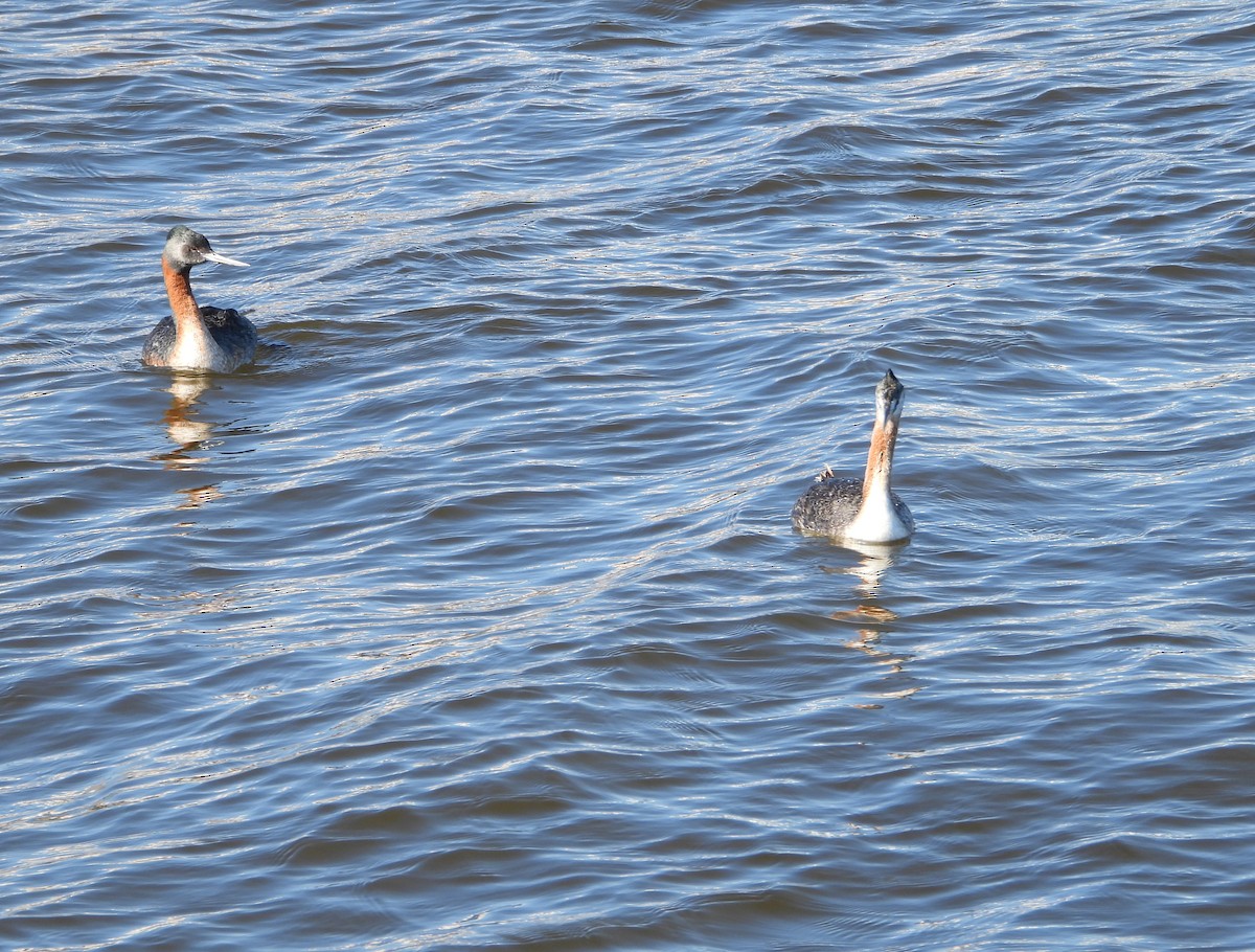 Great Grebe - ML609821218