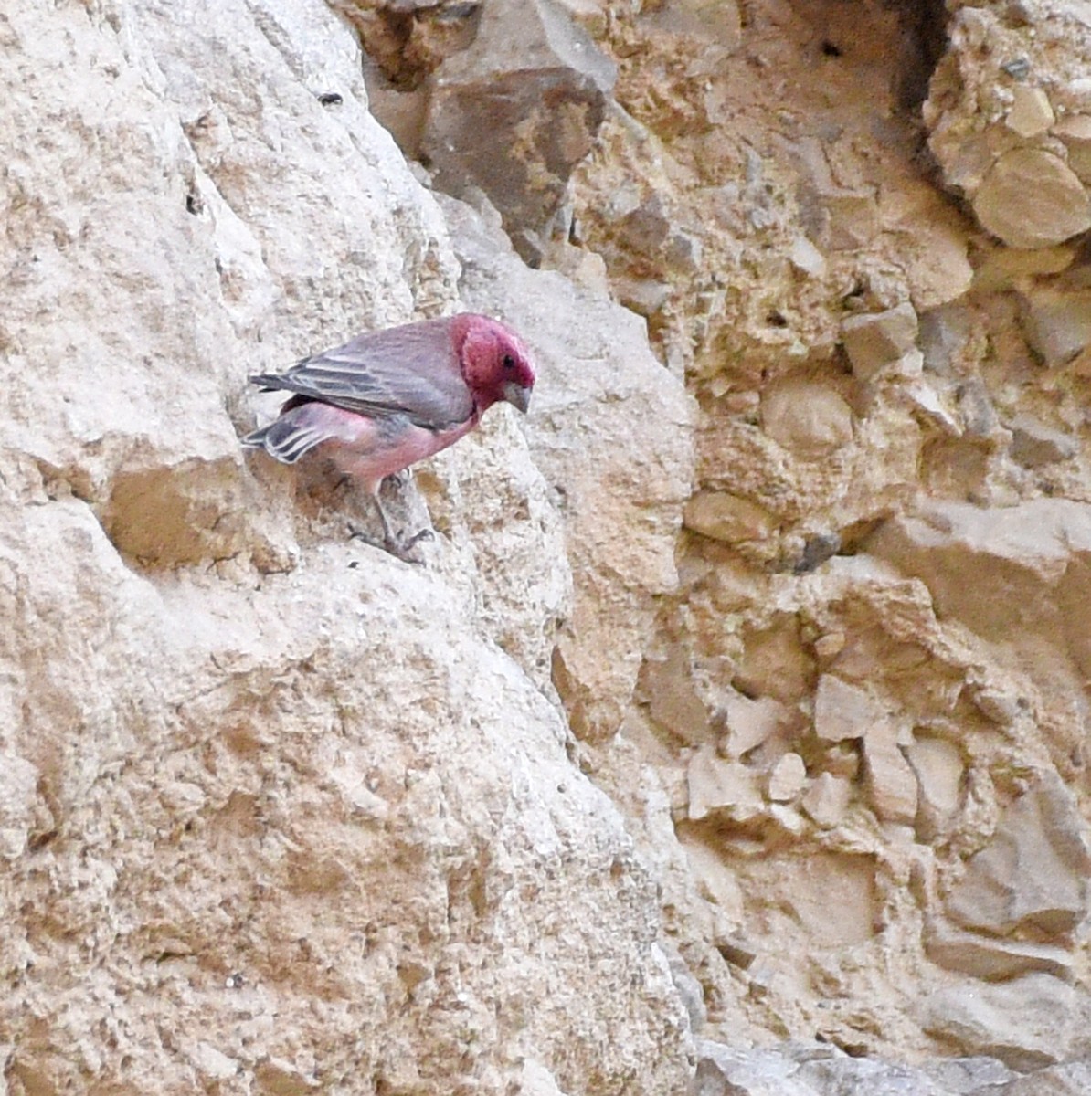 Sinai Rosefinch - ML609821221