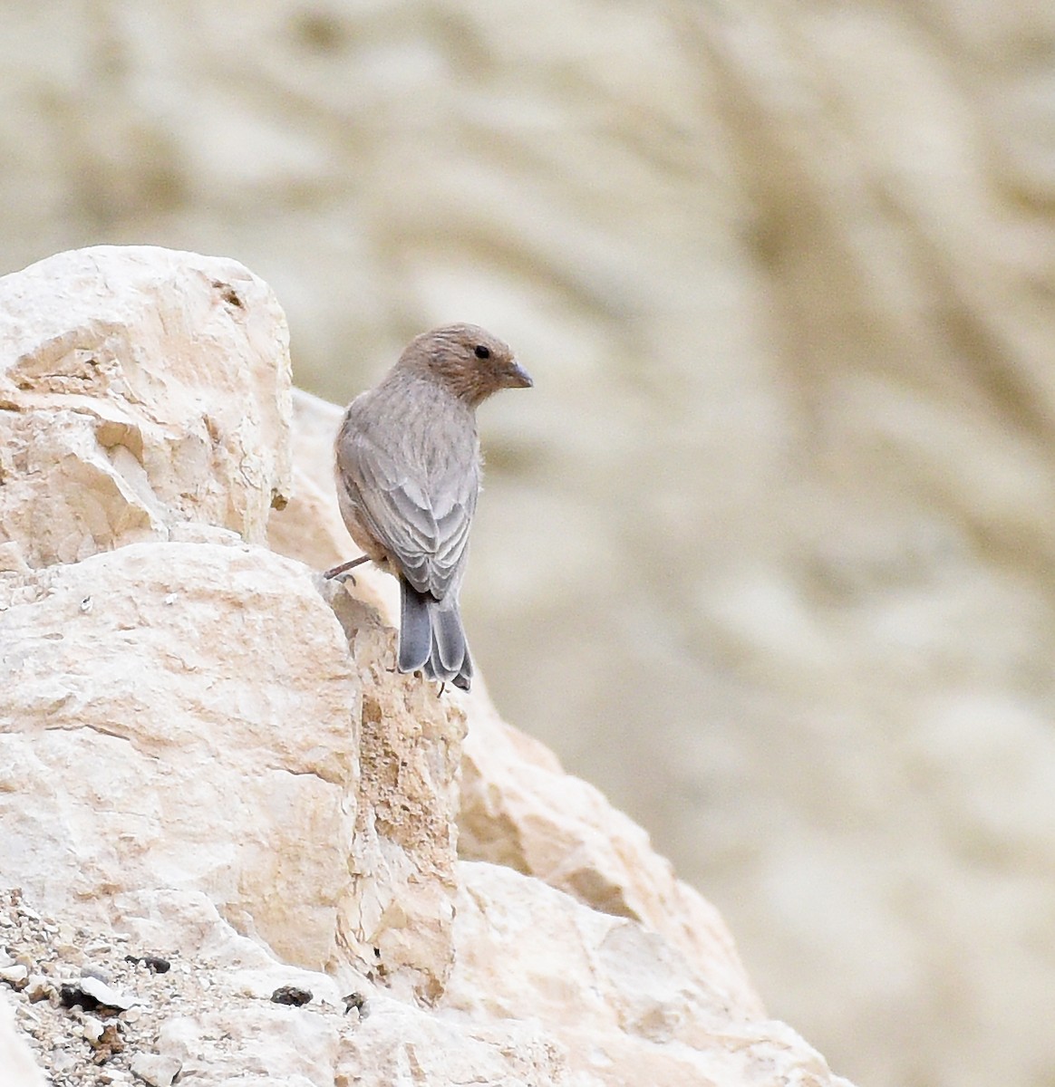 Sinai Rosefinch - ML609821222