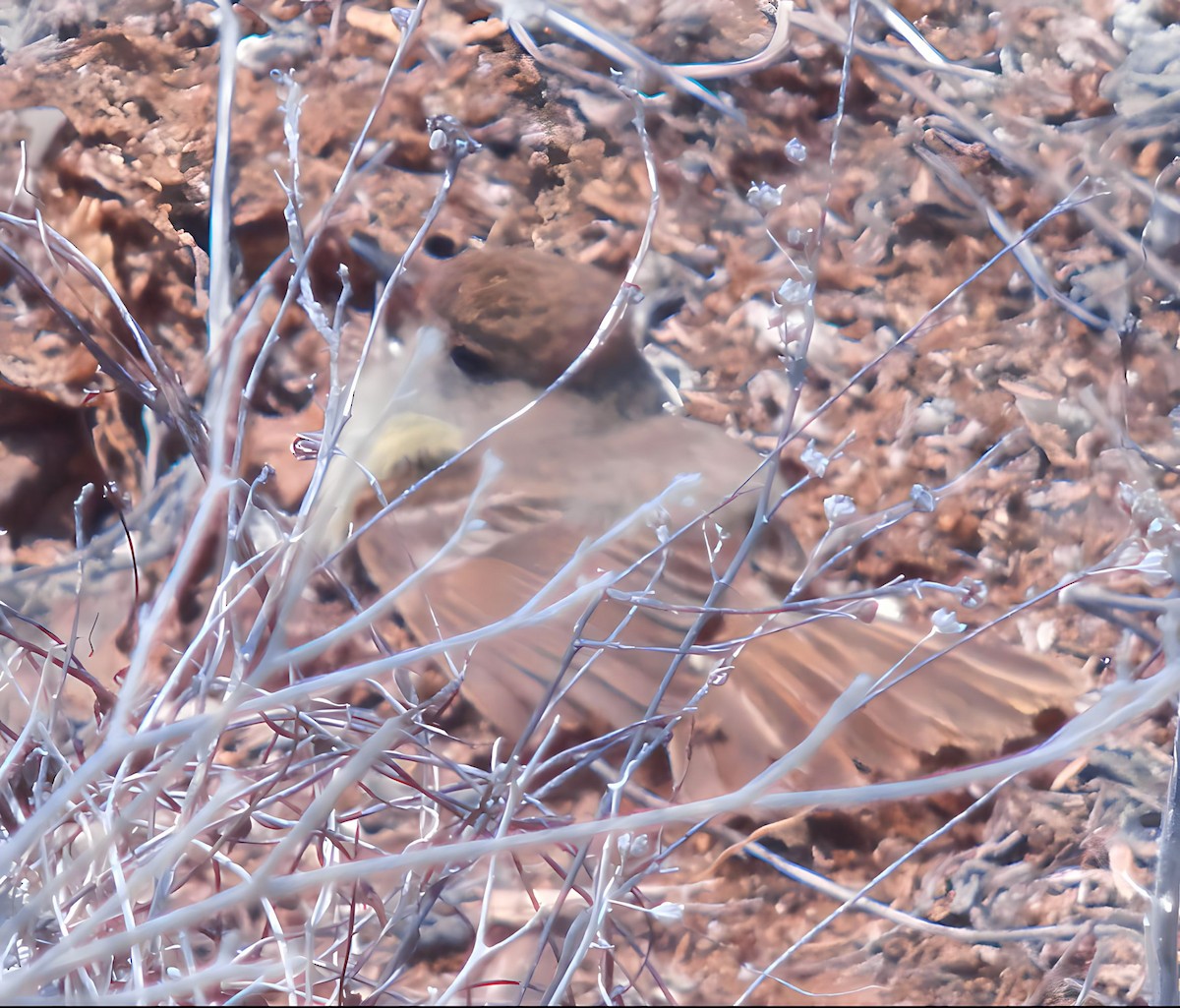 Galapagos Flycatcher - Gustavo Acerenza