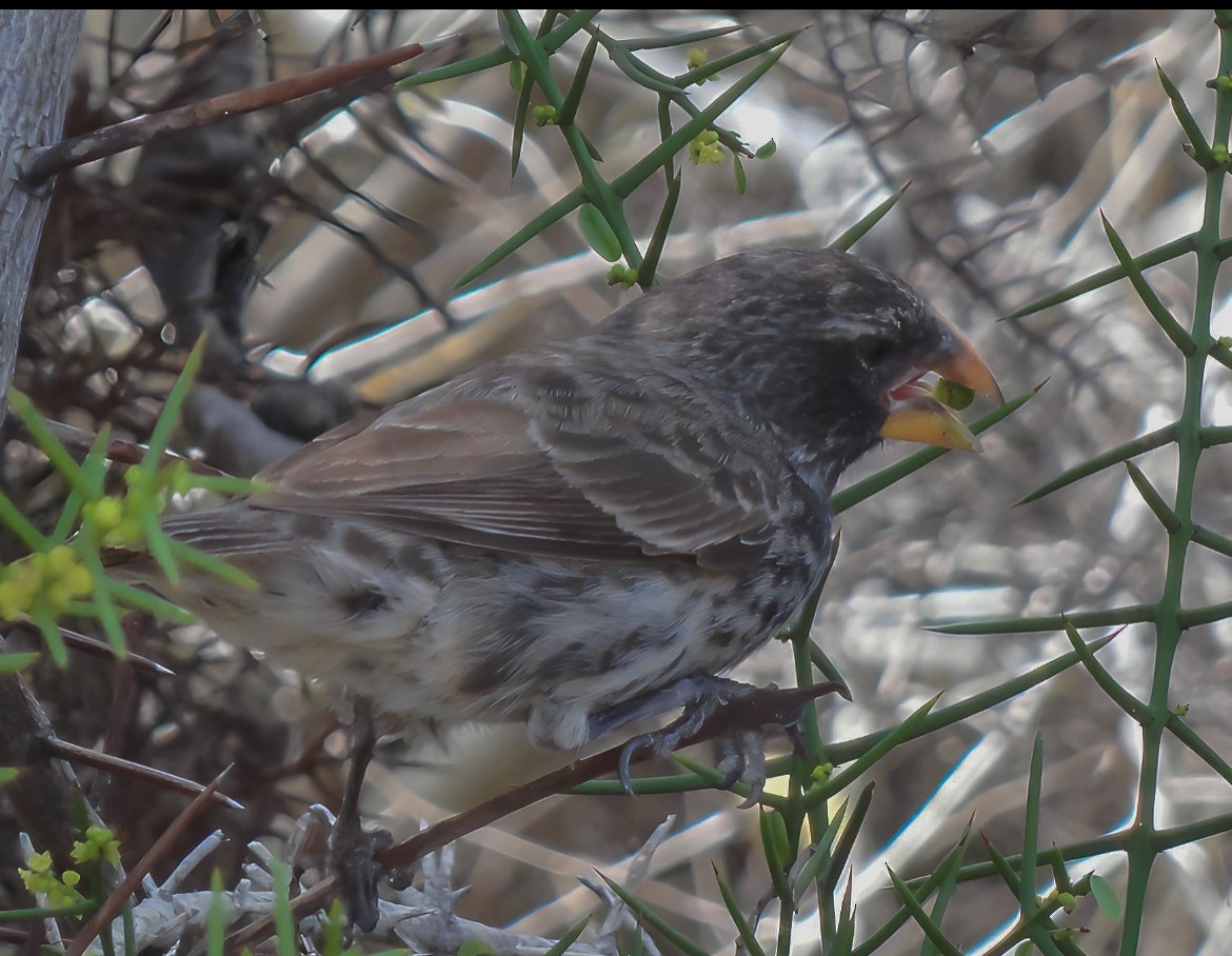 galapagos finch sp. - Gustavo Acerenza