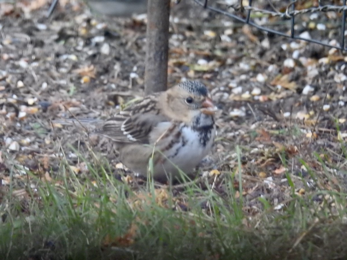 Harris's Sparrow - ML609821411