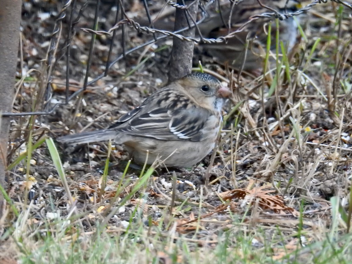 Harris's Sparrow - ML609821412