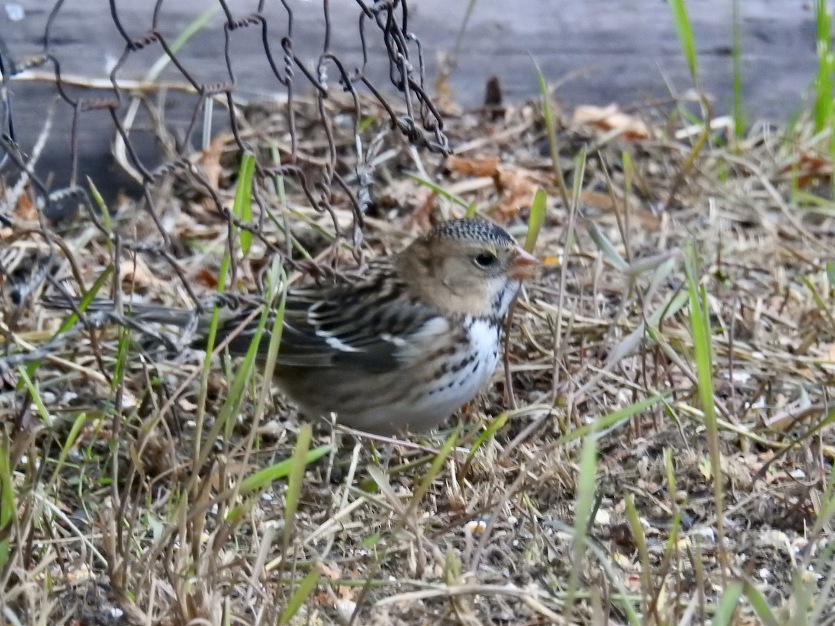 Harris's Sparrow - ML609821413