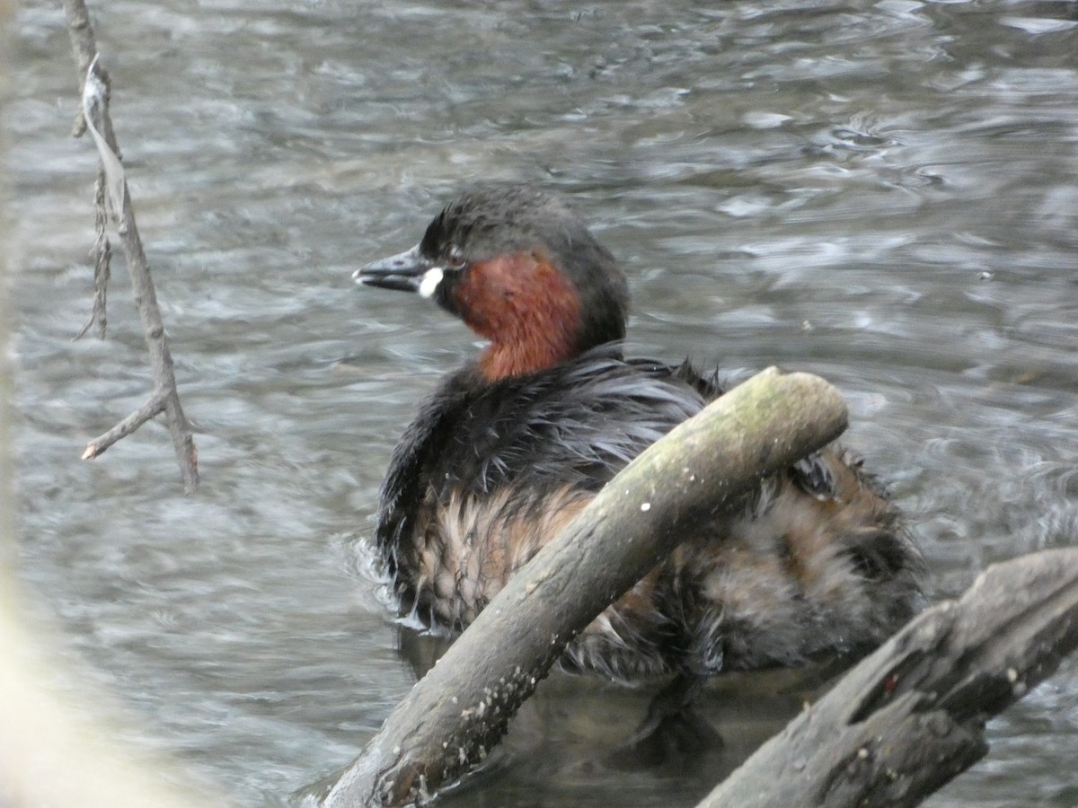 Little Grebe - ML609821468