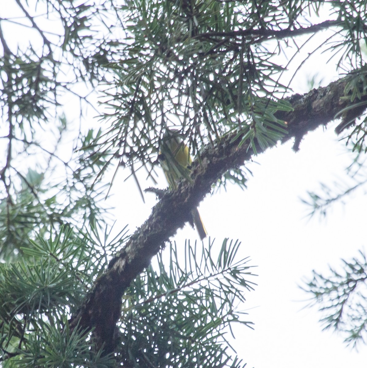 Gray-chinned Minivet - ML609821480