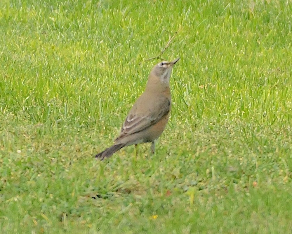 American Robin - Ted Wolff