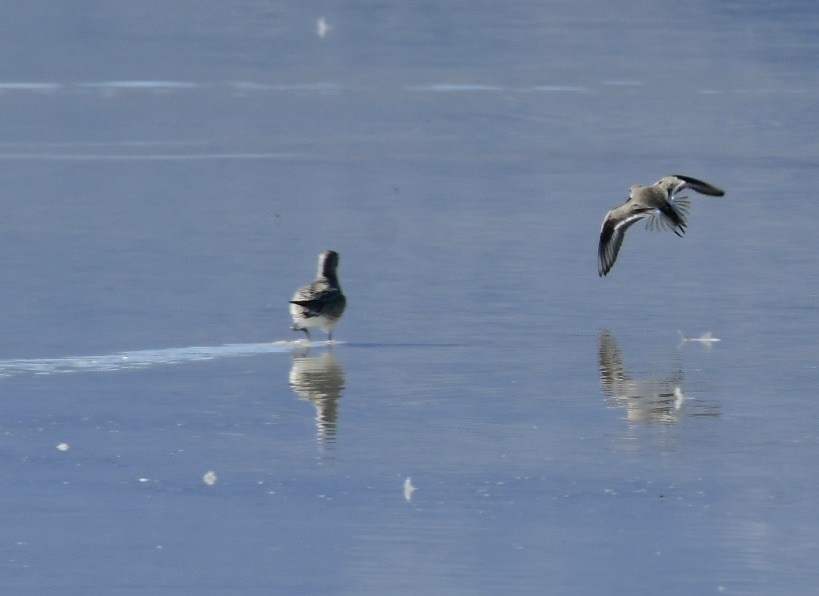 Dunlin - R Tressler