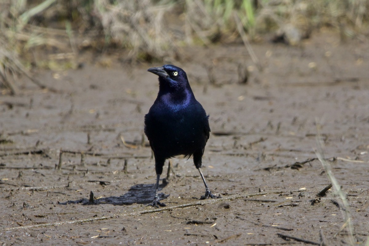 Boat-tailed Grackle - ML609821788