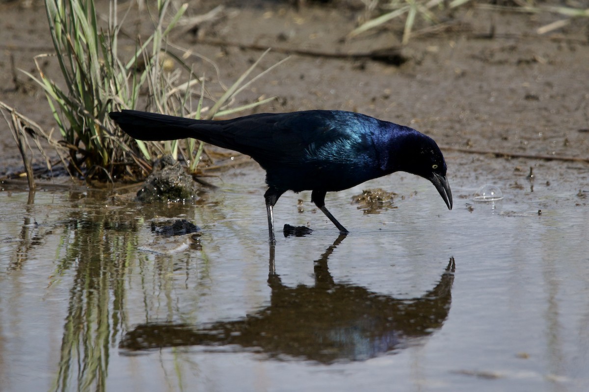 Boat-tailed Grackle - ML609821789