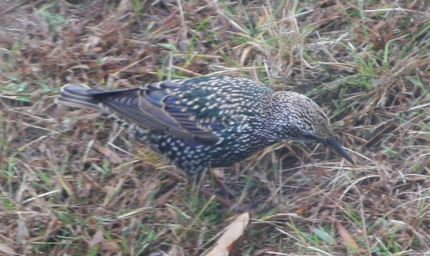 European Starling - ML609821876