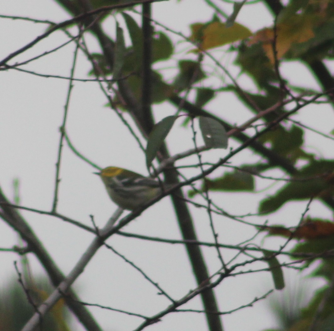 Black-throated Green Warbler - ML609821903