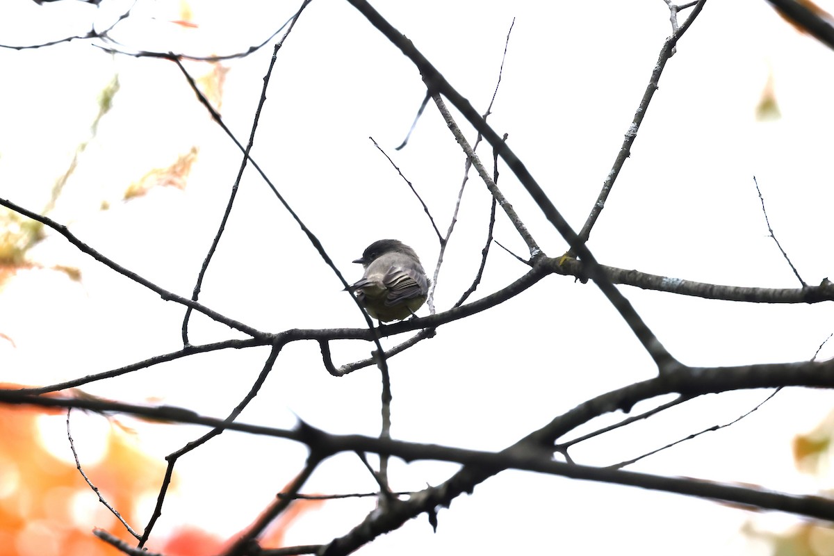 Eastern Phoebe - Marie Provost