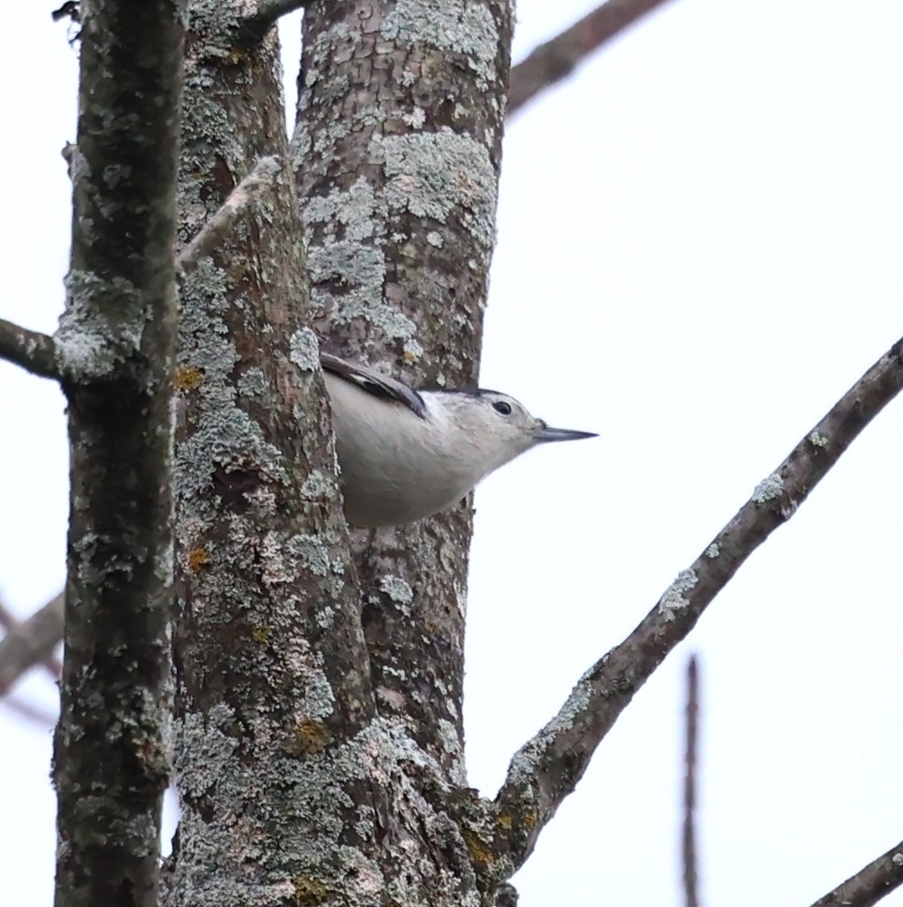 White-breasted Nuthatch - ML609821978