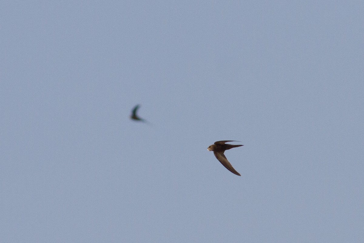 Pallid Swift - ML609821979