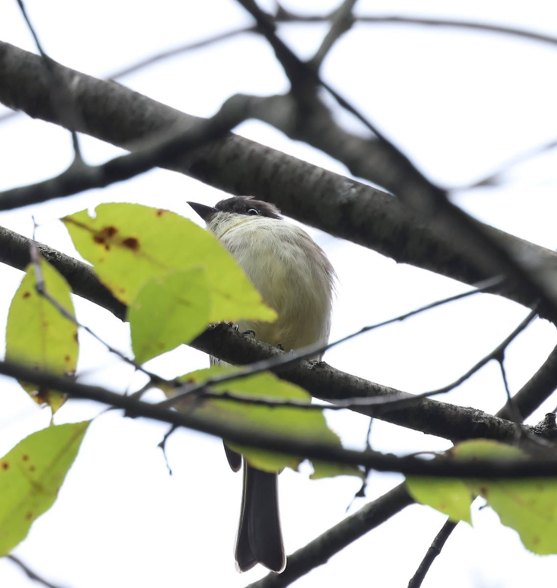 Eastern Phoebe - Marie Provost