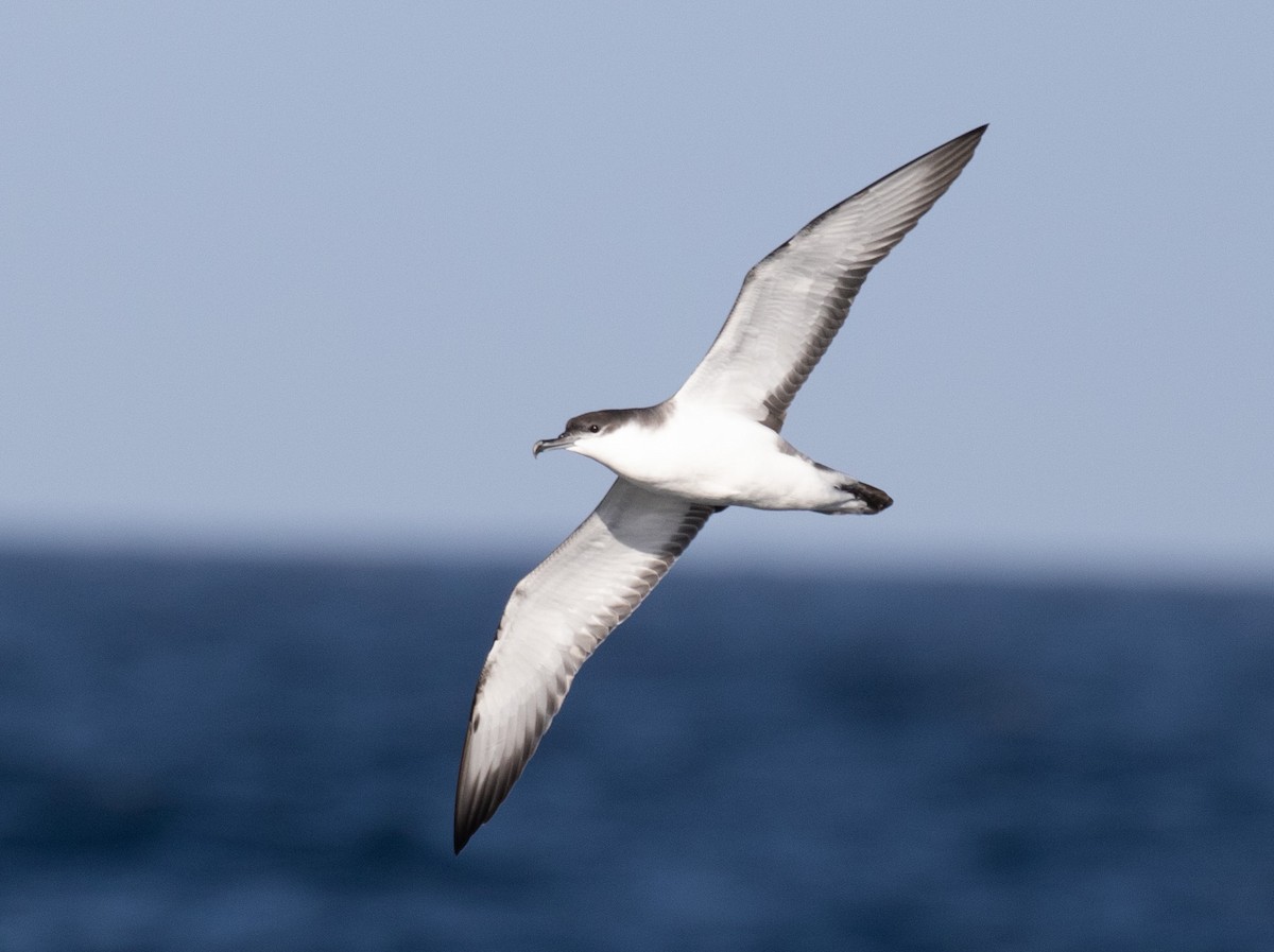 Buller's Shearwater - ML609822000