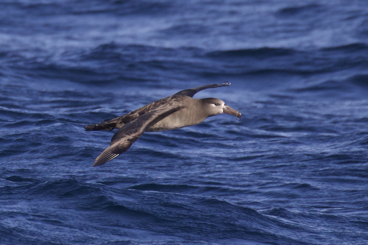 Black-footed Albatross - ML609822010