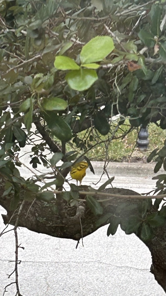 Prairie Warbler - ML609822061