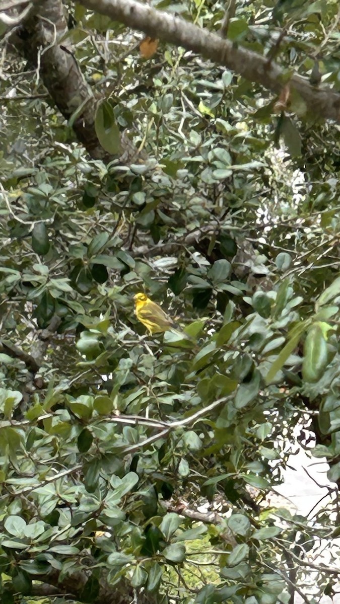 Prairie Warbler - ML609822062