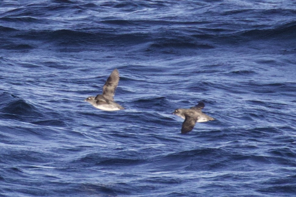 Cassin's Auklet - ML609822071