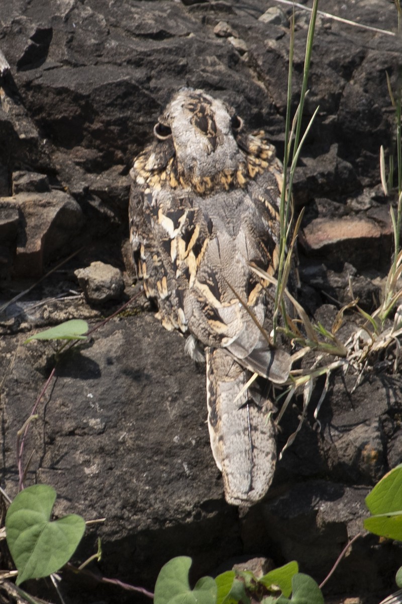 nightjar sp. - ML609822103