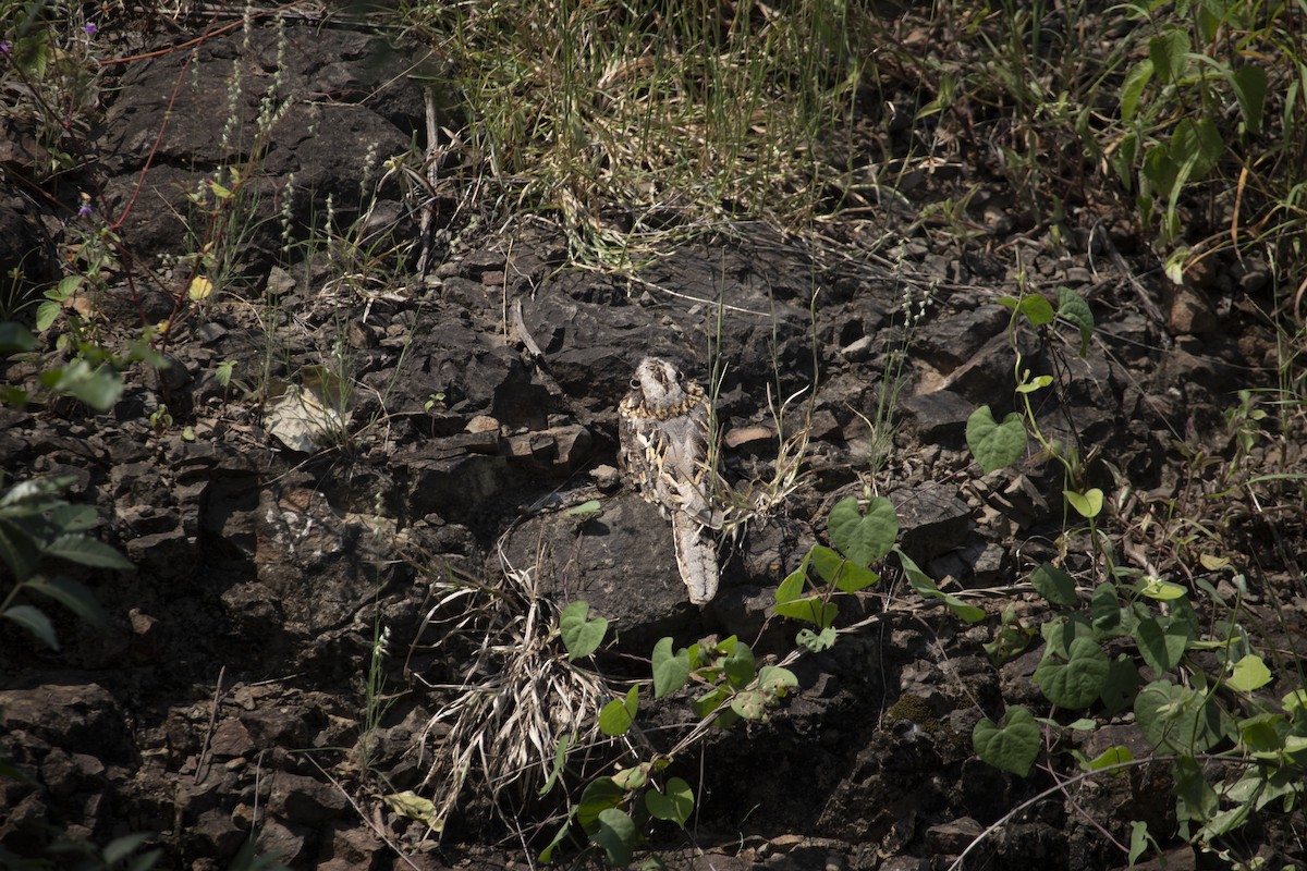 nightjar sp. - ML609822104