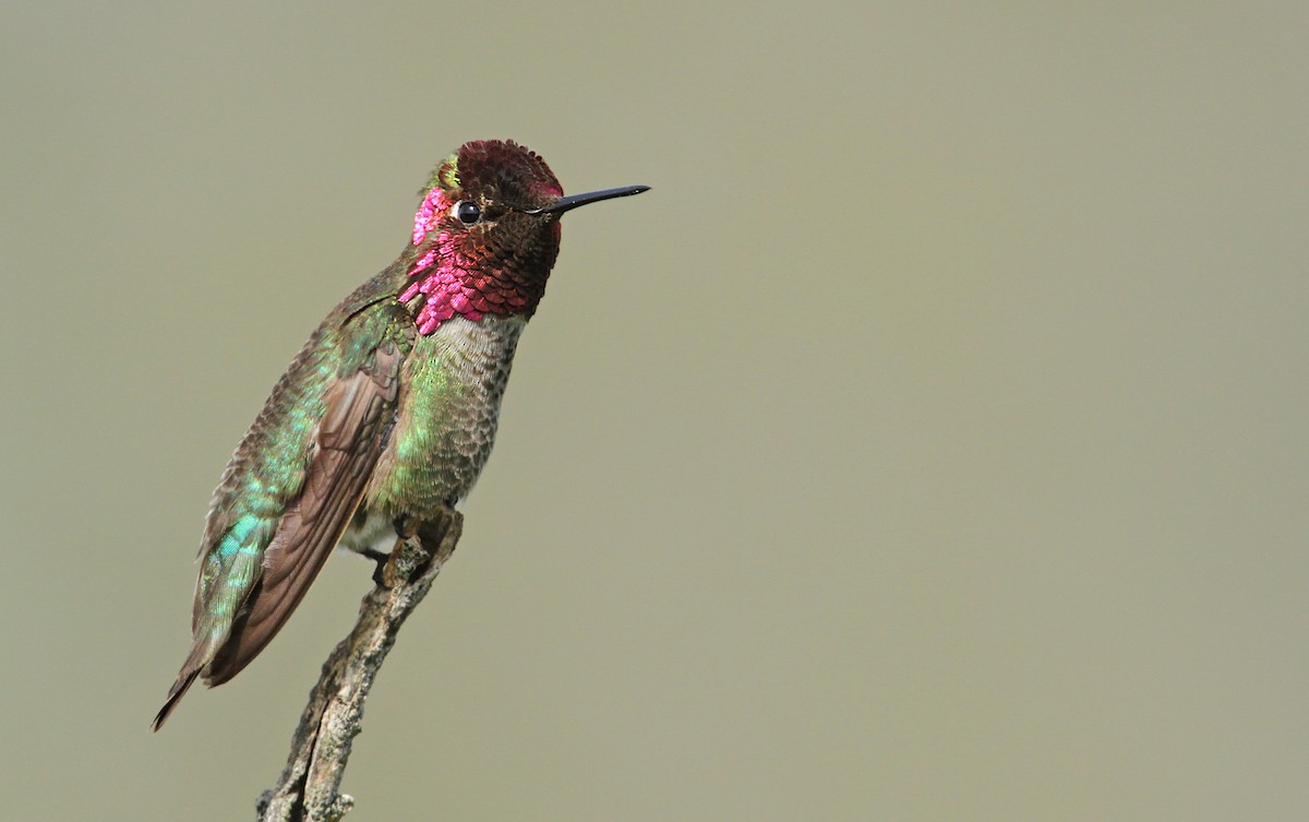 Anna's Hummingbird - ML60982211