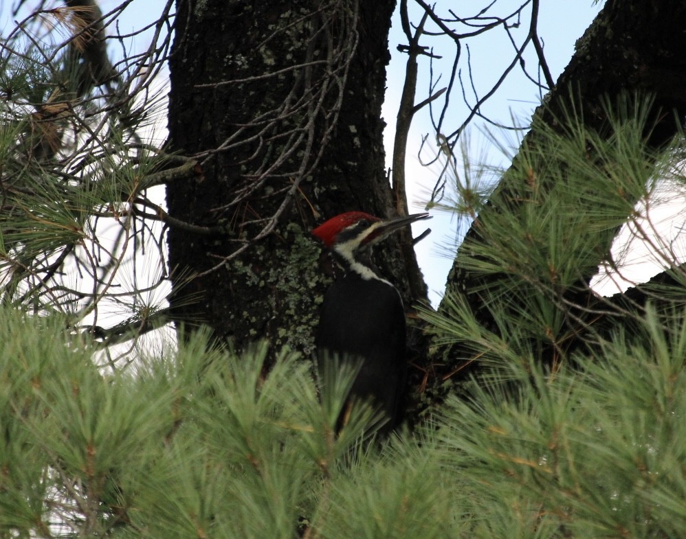 Pileated Woodpecker - ML609822116