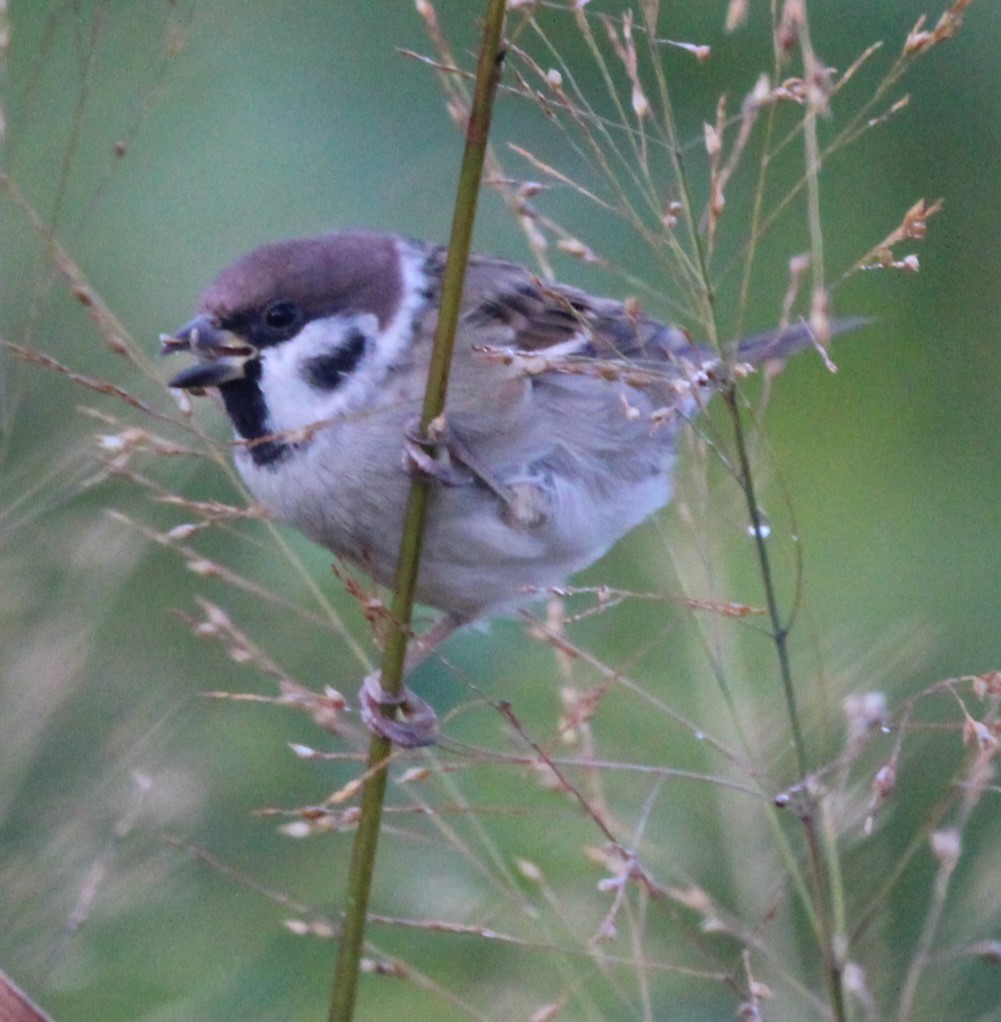 Eurasian Tree Sparrow - ML609822135