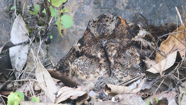 Lyre-tailed Nightjar - ML609822157