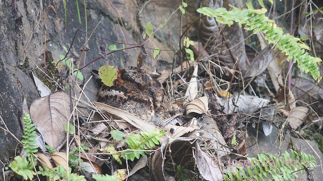 Lyre-tailed Nightjar - ML609822250