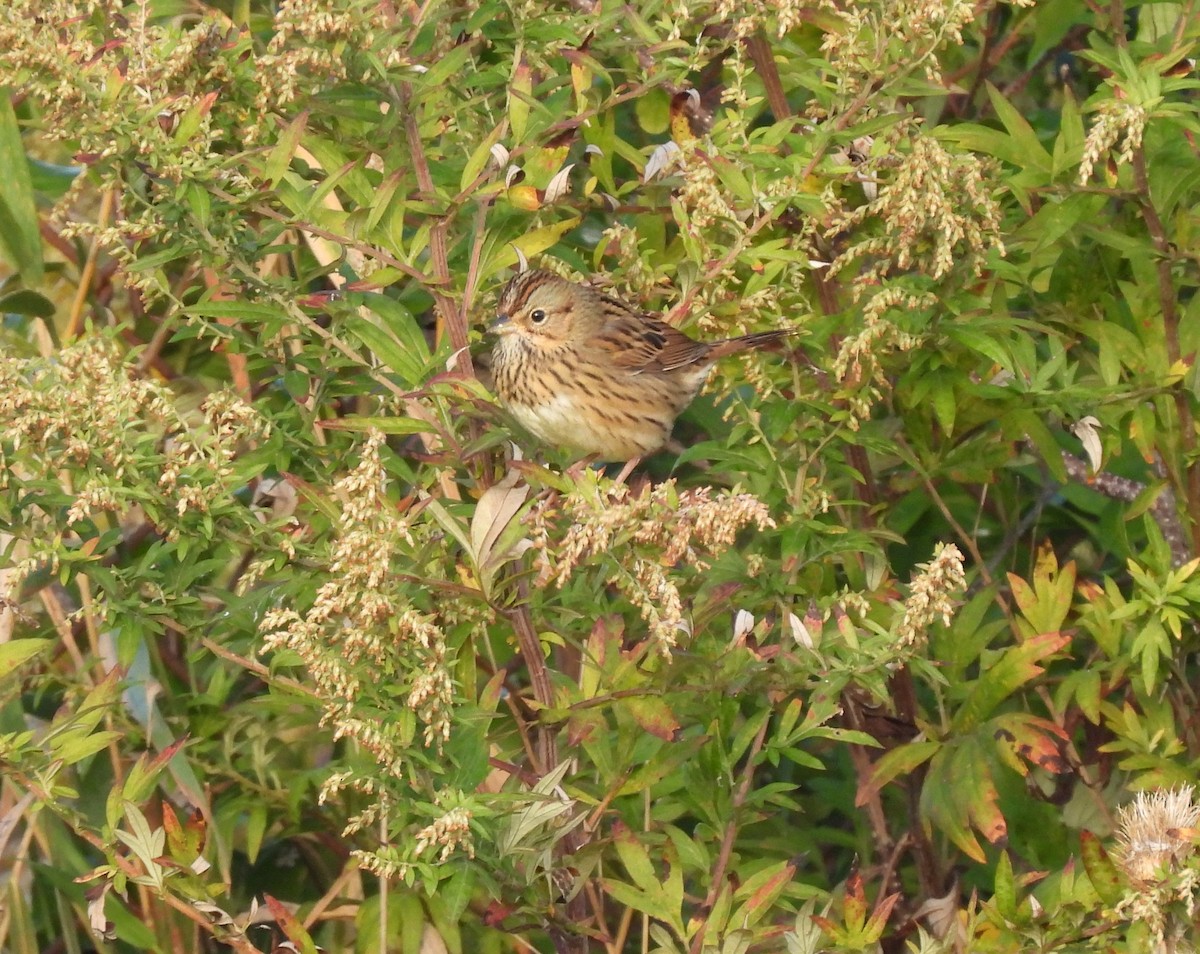 Lincoln's Sparrow - ML609822293