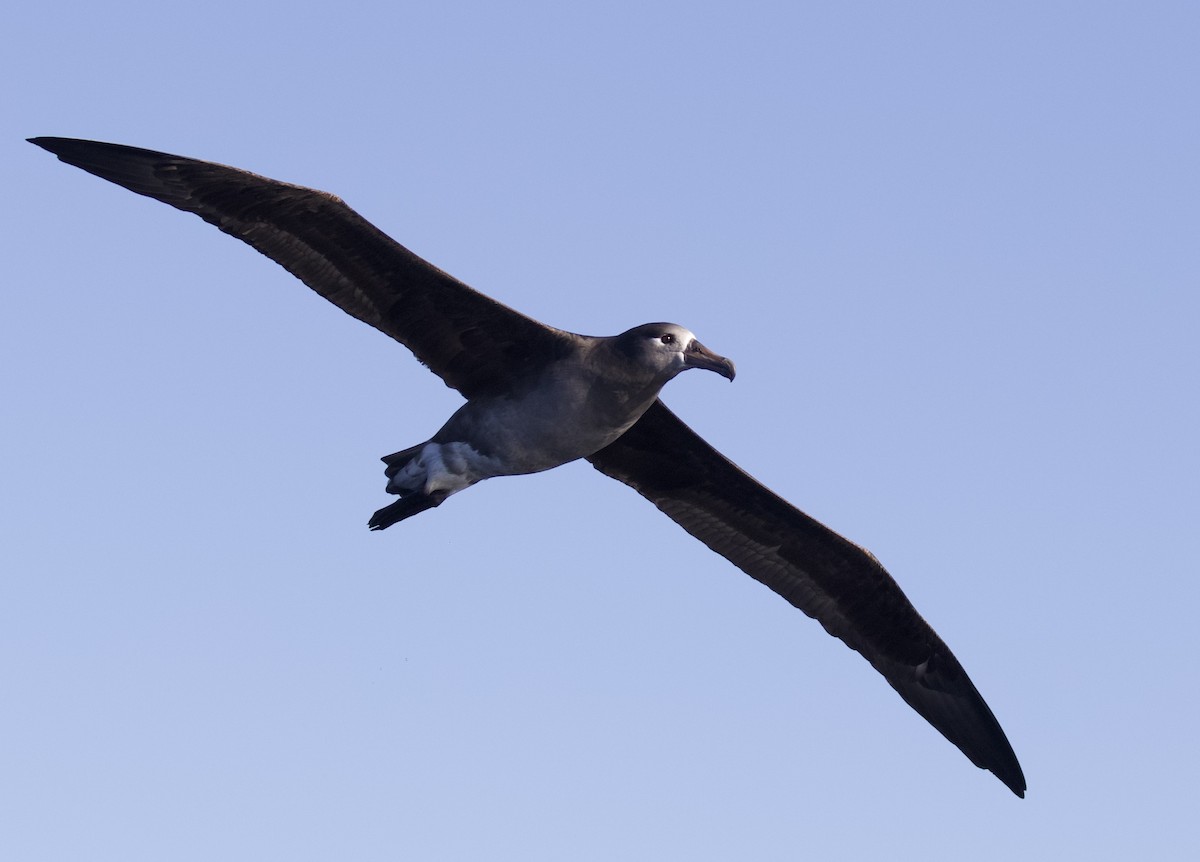 Black-footed Albatross - ML609822341